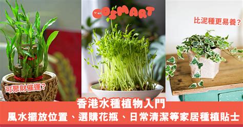 泥種植物風水|【室內植物風水】有效提升家居及辦公室風水的室內植物及擺放禁忌